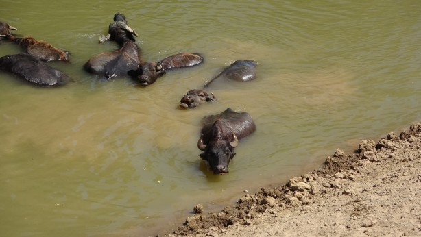 Foto - Kendilerini balık sanıyorlar! Türkiye’de Afrika’yı aratmayan görüntüler