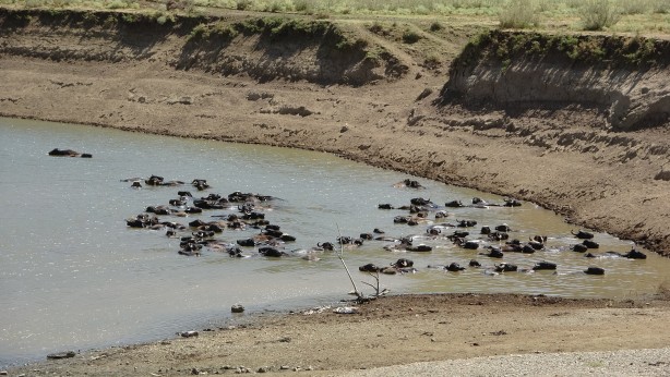 Foto - Kendilerini balık sanıyorlar! Türkiye’de Afrika’yı aratmayan görüntüler