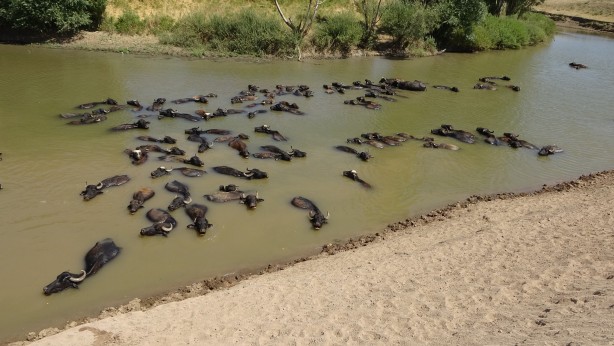 Foto - Kendilerini balık sanıyorlar! Türkiye’de Afrika’yı aratmayan görüntüler
