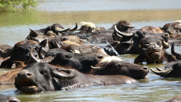 Foto - Kendilerini balık sanıyorlar! Türkiye’de Afrika’yı aratmayan görüntüler