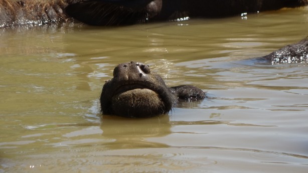 Foto - Kendilerini balık sanıyorlar! Türkiye’de Afrika’yı aratmayan görüntüler