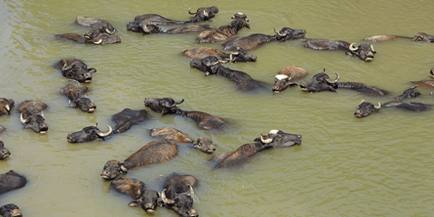 Foto - Kendilerini balık sanıyorlar! Türkiye’de Afrika’yı aratmayan görüntüler
