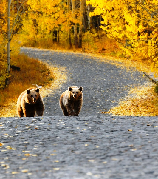 Foto - Kendilerini bile bile tehlikeye attılar! Bakın ayıları nasıl beslediler