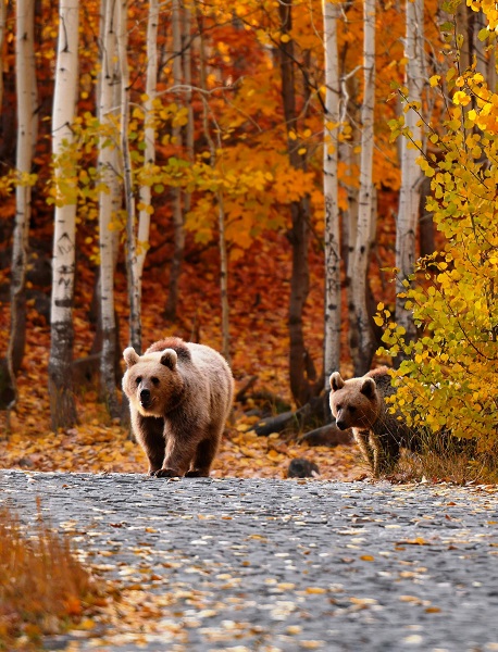Foto - Kendilerini bile bile tehlikeye attılar! Bakın ayıları nasıl beslediler
