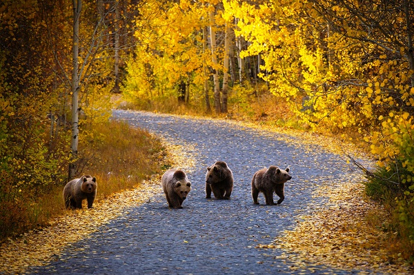 Foto - Kendilerini bile bile tehlikeye attılar! Bakın ayıları nasıl beslediler