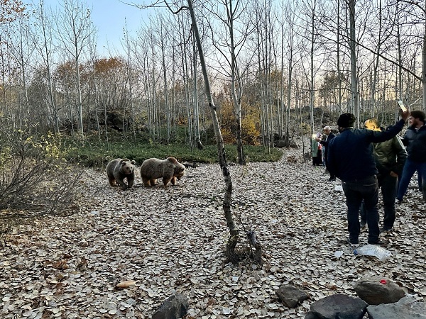 Foto - Kendilerini bile bile tehlikeye attılar! Bakın ayıları nasıl beslediler