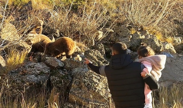 Foto - Kendilerini bile bile tehlikeye attılar! Bakın ayıları nasıl beslediler
