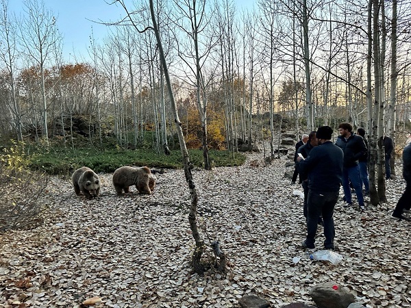 Foto - Kendilerini bile bile tehlikeye attılar! Bakın ayıları nasıl beslediler