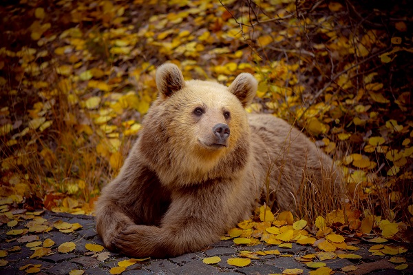 Kendilerini bile bile tehlikeye attılar! Bakın ayıları nasıl beslediler