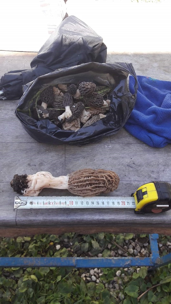 Foto - Kendiliğinden ormanda yetişiyor | Kilosu tam 1000 lira