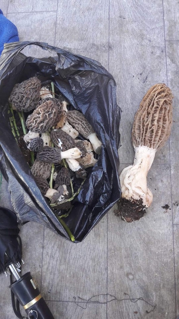 Foto - Kendiliğinden ormanda yetişiyor | Kilosu tam 1000 lira