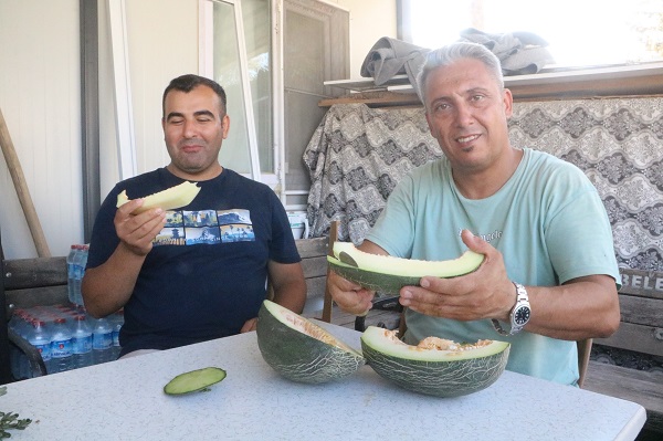 Foto - Kendiliğinden yetişti! Enkazda hasat vakti