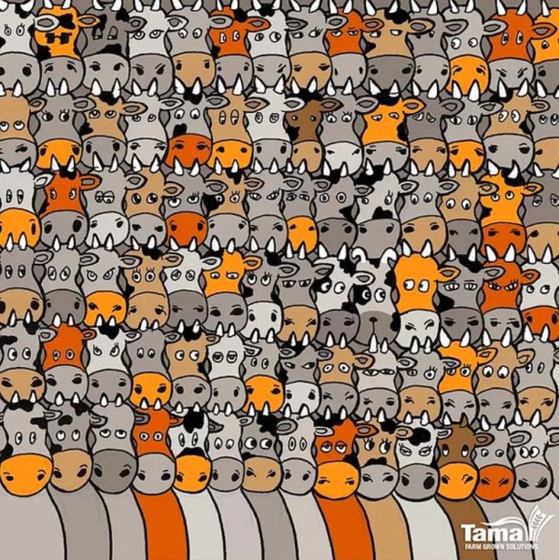 Foto - Kendinize güveniyor musunuz? Bu testleri çözmek 'dikkat' ister! 