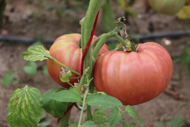 Foto - Kendisi bile tahmin etmemişti! Ki̇mseni̇n yapmadığını yaptı ama sonuç müthi̇ş!