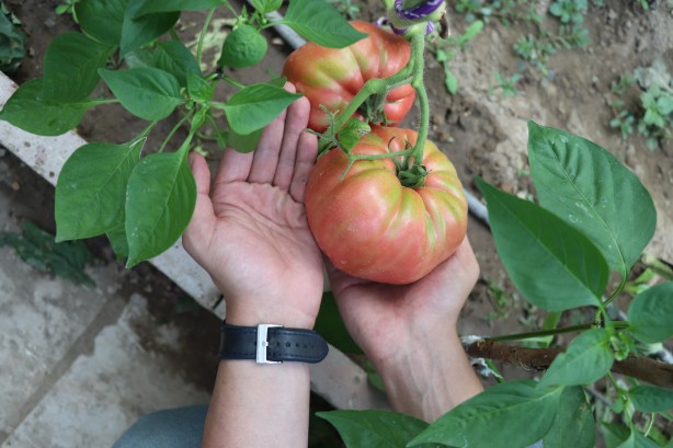 Foto - Kendisi bile tahmin etmemişti! Ki̇mseni̇n yapmadığını yaptı ama sonuç müthi̇ş!