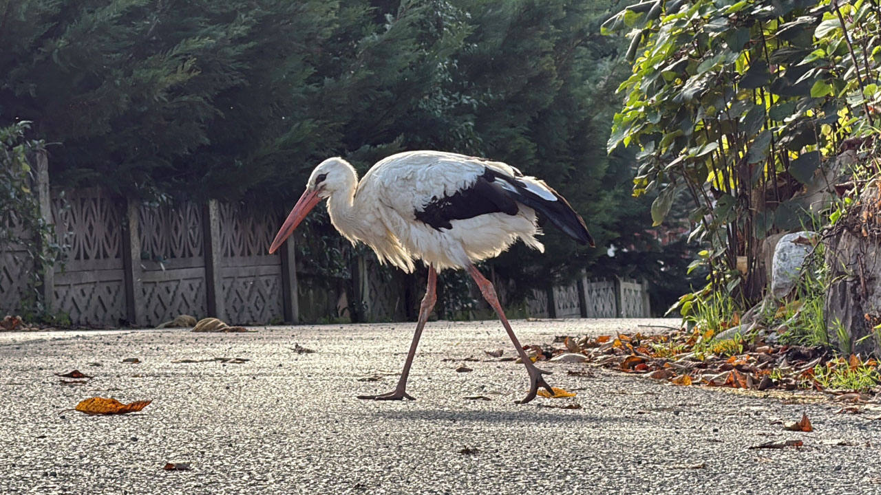 Kendisini yuvadan atan annesi ve kardeşleri ile gitmedi: Kalbi kırılan leylek gökyüzünden vazgeçti, insanlarla yaşamaya karar verdi