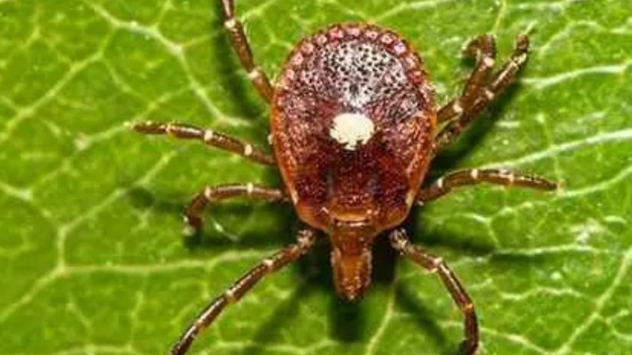 Foto - Kene ısırığıyla bulaşıyor: Ömür boyu et yemenizi engelleyebilir!