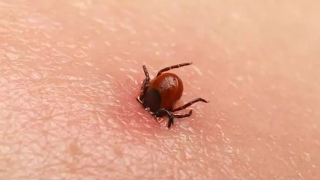 Foto - Kene ısırığıyla bulaşıyor: Ömür boyu et yemenizi engelleyebilir!