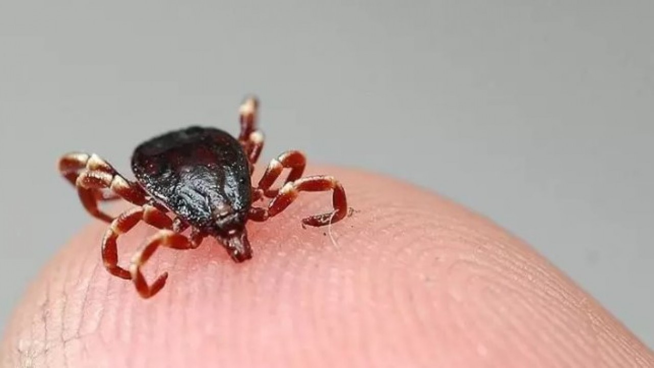 Foto - Kene ısırığıyla bulaşıyor: Ömür boyu et yemenizi engelleyebilir!