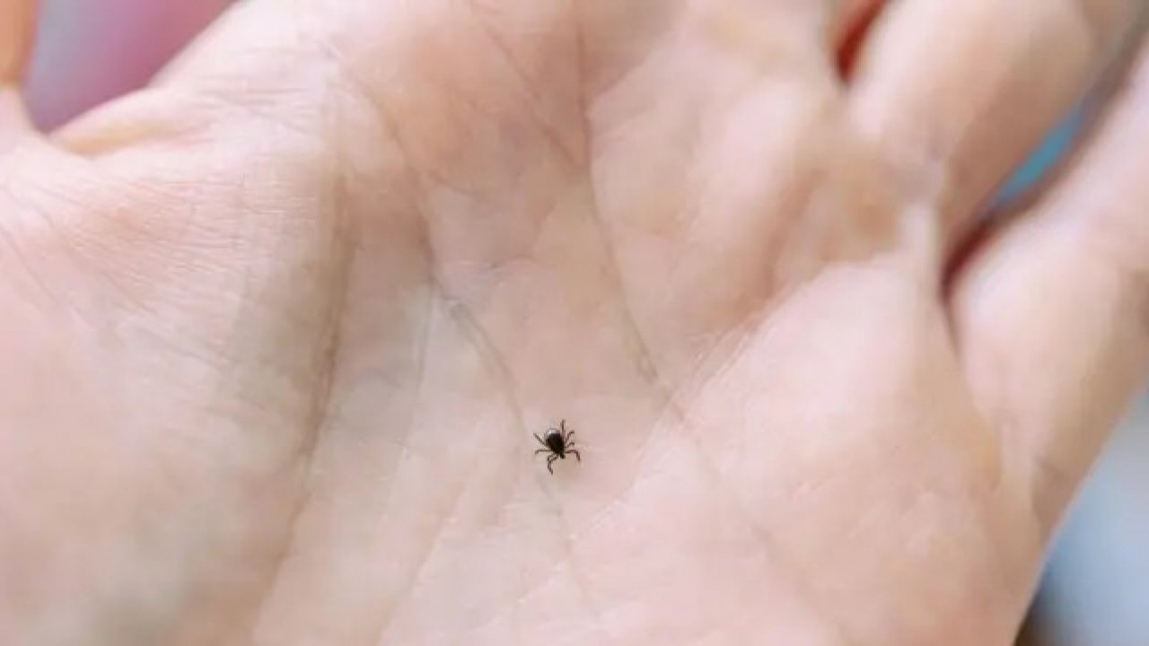 Foto - Kene kabusu o şehirde bir can daha aldı!