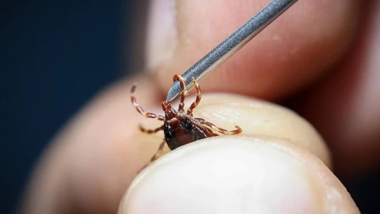 Foto - Kene kabusu o şehirde bir can daha aldı!