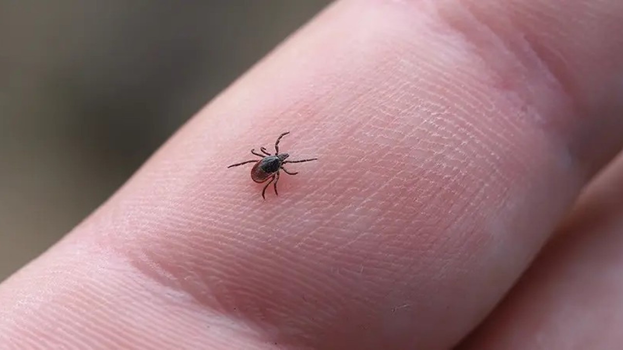 Foto - Kene kabusu o şehirde bir can daha aldı!