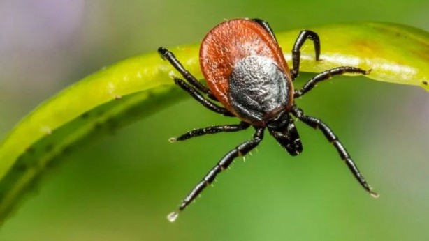 Foto - Kene tehlikesine karşı dikkat! Bu bitkiler keneleri uzaklaştırıyor