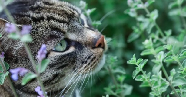 Foto - Kene tehlikesine karşı dikkat! Bu bitkiler keneleri uzaklaştırıyor