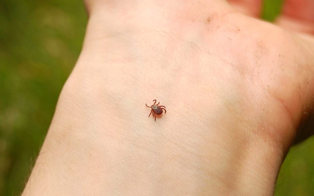 Kene tehlikesine karşı dikkat! Bu bitkiler keneleri uzaklaştırıyor