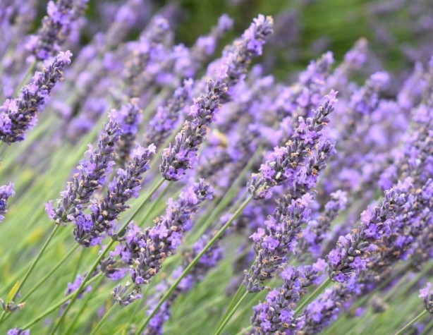 Foto - Kene tehlikesine karşı dikkat! Bu bitkiler keneleri uzaklaştırıyor