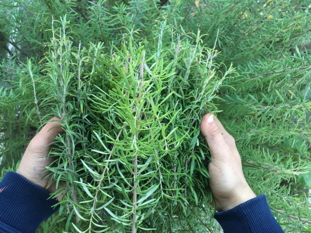 Foto - Kene tehlikesine karşı dikkat! Bu bitkiler keneleri uzaklaştırıyor