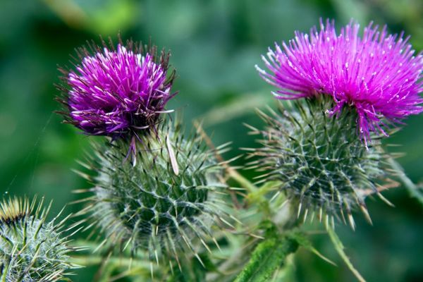 Foto - Kene tehlikesine karşı dikkat! Bu bitkiler keneleri uzaklaştırıyor