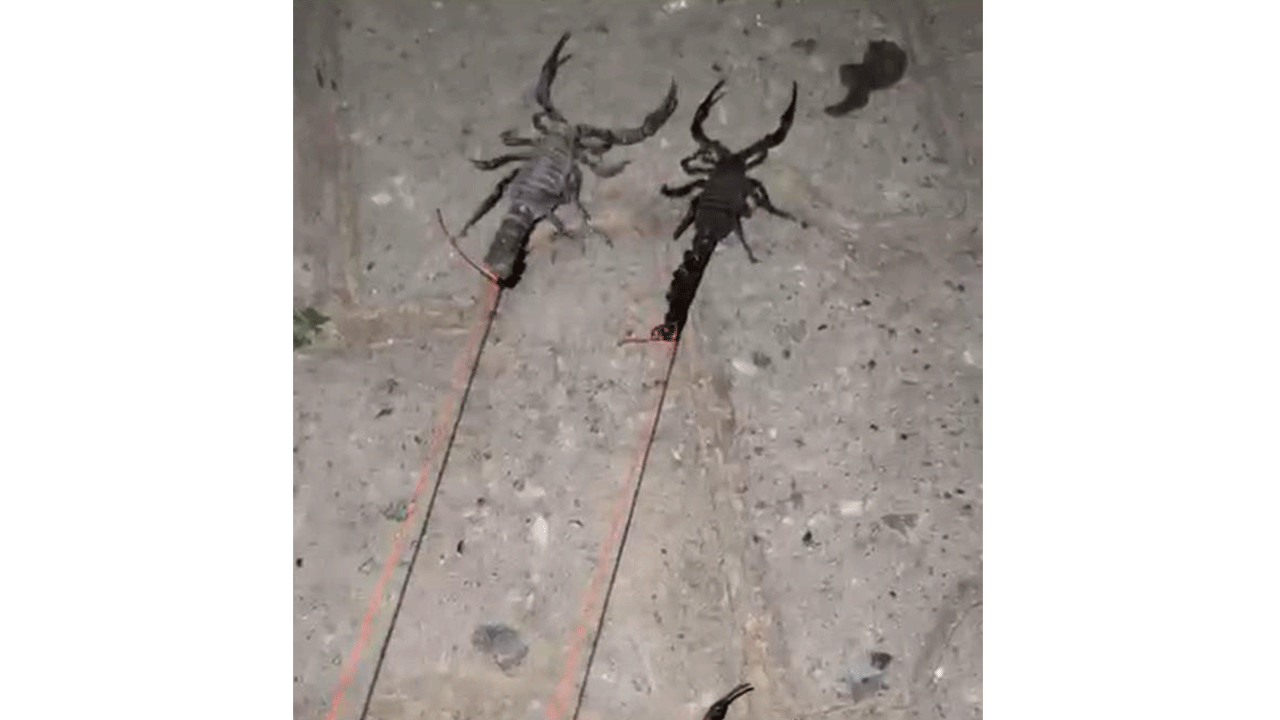Kenelerden sonra akrep istilası başladı! İp takıp gezdiren bile var
