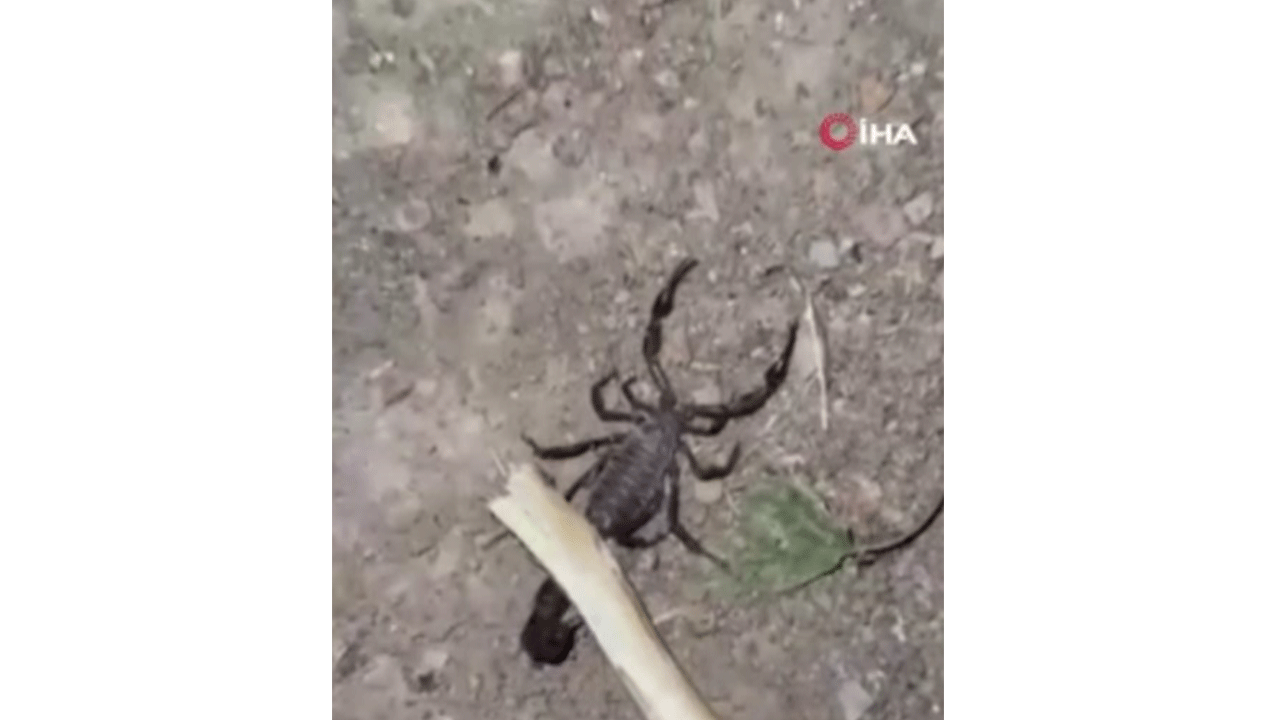 Foto - Kenelerden sonra akrep istilası başladı! İp takıp gezdiren bile var