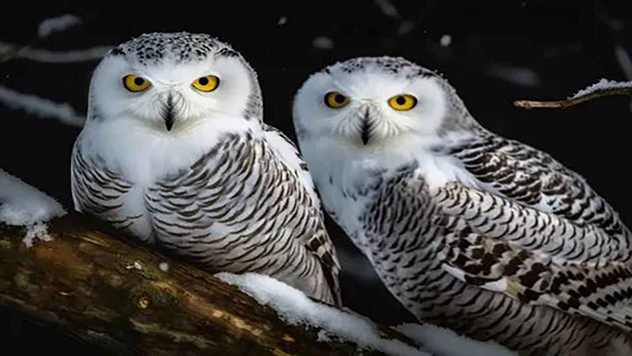 Foto - Kenelere kimyasal değil, doğa tokadı! İşte kenenin en büyük düşmanları...