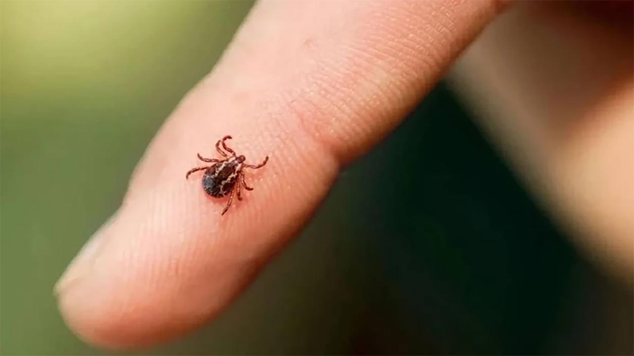 Foto - Kenelere kimyasal değil, doğa tokadı! İşte kenenin en büyük düşmanları...