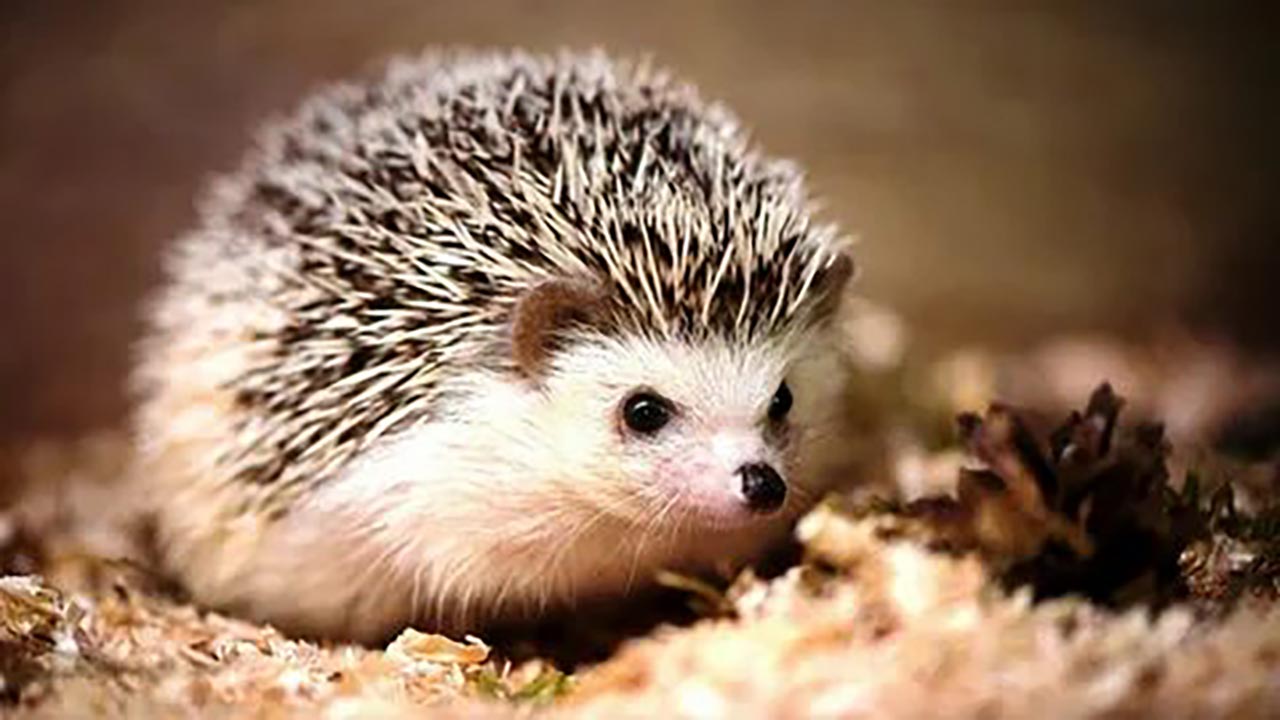 Foto - Kenelere kimyasal değil, doğa tokadı! İşte kenenin en büyük düşmanları...