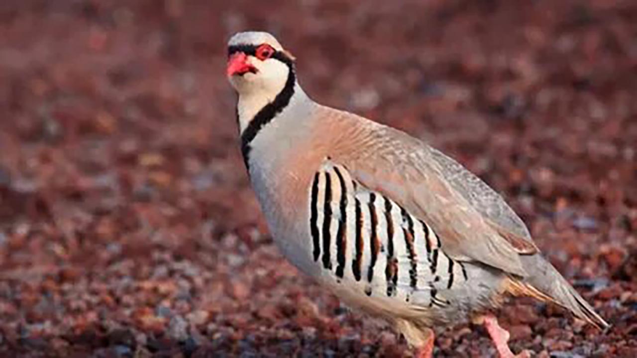 Foto - Kenelere kimyasal değil, doğa tokadı! İşte kenenin en büyük düşmanları...