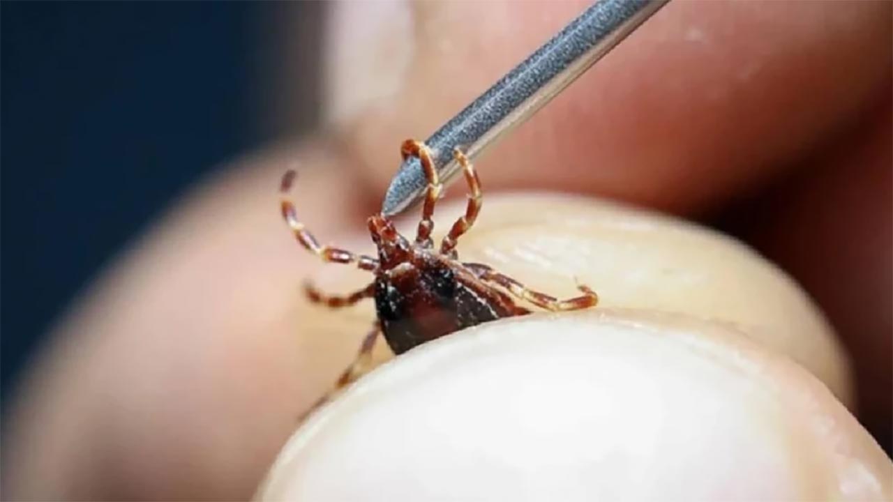 Kenelere kimyasal değil, doğa tokadı! İşte kenenin en büyük düşmanları...