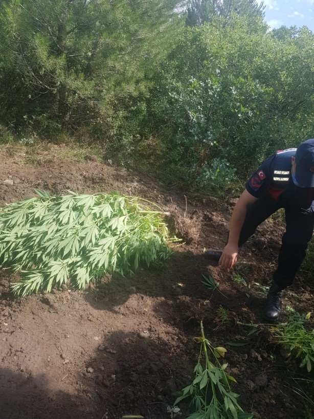 Foto - Kenevir ekerken fotokapana takılan şahıs gözaltına alındı