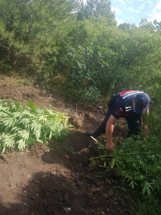 Foto - Kenevir ekerken fotokapana takılan şahıs gözaltına alındı