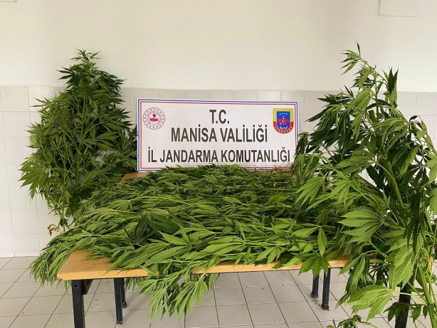 Foto - Kenevir ekerken fotokapana takılan şahıs gözaltına alındı