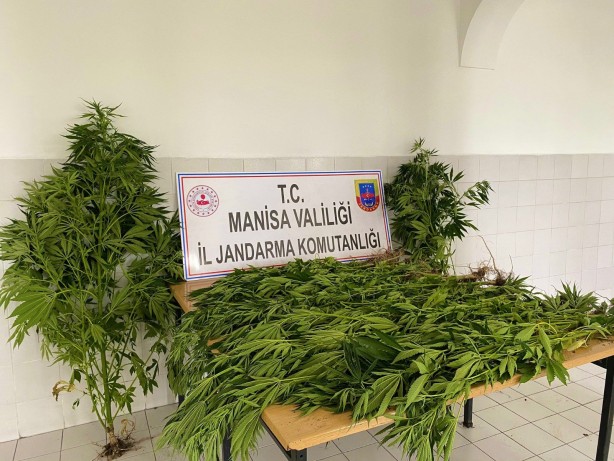 Foto - Kenevir ekerken fotokapana takılan şahıs gözaltına alındı