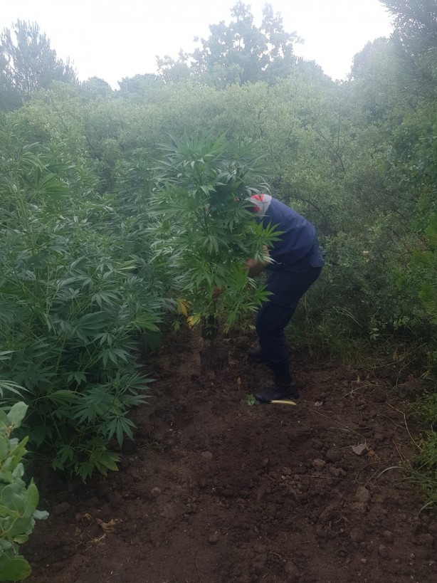 Kenevir ekerken fotokapana takılan şahıs gözaltına alındı