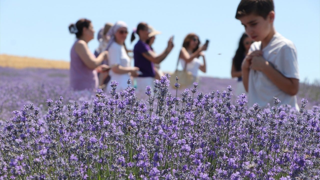 Kente turist akını sürüyor Turizmde gelinen son nokta lavanta tarlası!