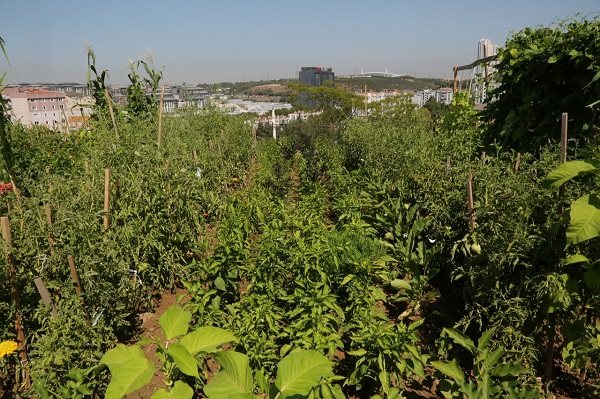 Kentin ortasında tarım yapıyor! 
