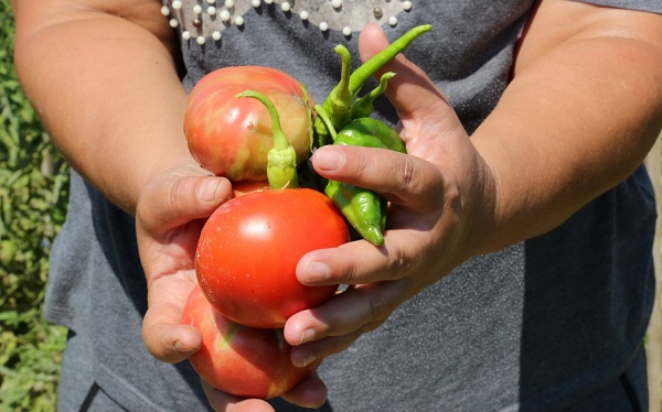 Foto - Kentin ortasında tarım yapıyor! 