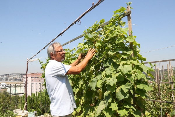 Foto - Kentin ortasında tarım yapıyor! 