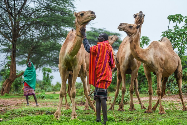 Foto - Kenya'da kabilelerin günlük hayatı