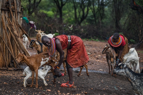 Foto - Kenya'da kabilelerin günlük hayatı